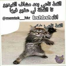 pin by r ahil on نكت animals jokes cats