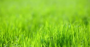 The process involves spraying a. Hydroseeding Spray On Grass Seed For Your Lawn