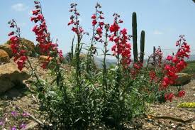 Image result for Penstemon