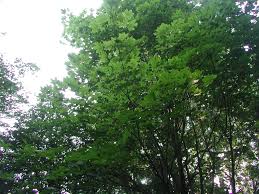 Image result for Deinbollia kilimandscharica