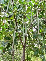 Image result for Rhizophora mucronata