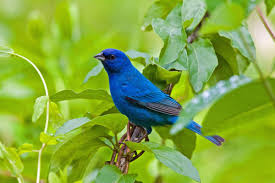Indigo bunting and its brilliant blue ...