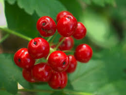 When the berries are ripe, they are tender and difficult to pick in any quantity without squashing them. A Quick And Juicy Guide To Berries Of The Northwest The Whole U