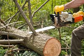 tree removal baltimore county