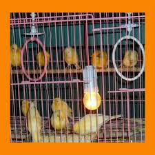 Check spelling or type a new query. Burung Kenari Oren Orens Jantan Mulai Bunyi Proses Gacor Jual Orange Jeruk Wortel Hidup Shopee Indonesia