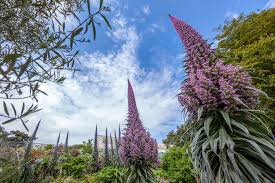 Check spelling or type a new query. Flower Fireworks Ventnor Botanic Garden