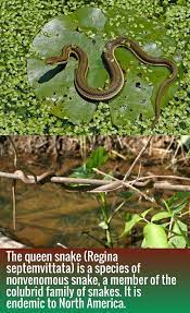 The Queen Snake Regina Septemvittata Is A Species Of Snake Beautiful Snakes Species