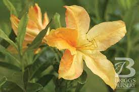 Azalea Arneson Golden Solitaire Large Pure Yellow Flowers In Late Spring Disease Resistant Foliage Brilliant Red Fall Colo Azaleas Plants Yellow Flowers