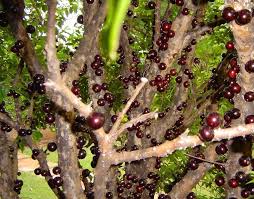 Benefícios da jabuticaba: uma das frutas mais raras e exóticas