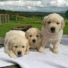 Click here to view dogs in vermont for adoption. Adorable Puppies For Adoption In Vermont Home Facebook