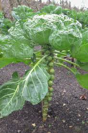 Rosenkohl anbauen: Nachbarn, Vorgänger, Nachfolger und Pflanzzeiten