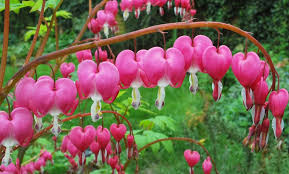 4.6 out of 5 stars 61. Up To 59 Off On Bleeding Heart Flower Bulbs Groupon Goods