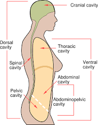 The wikimedia human body diagrams is a collection of images whose main purpose is to provide a way of explaining medical conditions and other phenomena. Human Body Diagram Free Vector Graphic On Pixabay