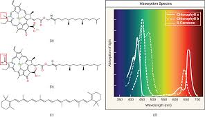 spectrums of light biology for majors i