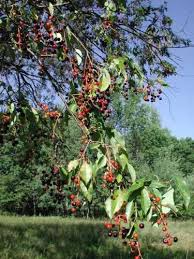 That's when the trees are full of the stunning blossoms. Common Plants Of Wisconsin
