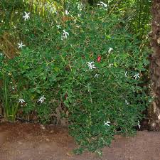 Image result for Carissa praetermissa