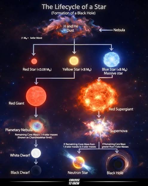 Las estrellas se forman dentro de nebulosas compuestas de hidrógeno, helio  y polvo. A medida que la gravedad atrae la materia, se produce la fusión  nuclear, y la masa de la estrella