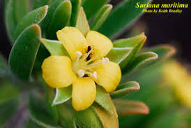 Image result for Surianaceae