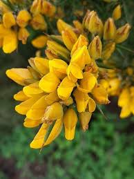 Image result for Ulex