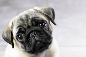 Image result for pug