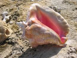 Vintage Giant Queen Conch Shells, Set Of 3 - Etsy