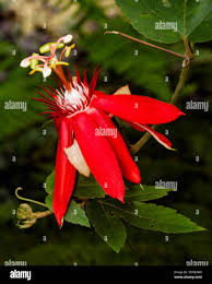 Image result for Passiflora vitifolia