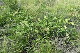 Image result for Lannea edulis