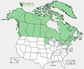 Cloudberry Distribution Map Of North America Milkweed Seeds Milkweed Wild Plants