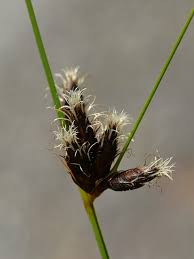 Image result for Bolboschoenus glaucus