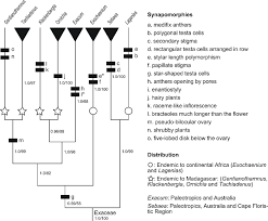 Image result for Exochaenium oliganthum