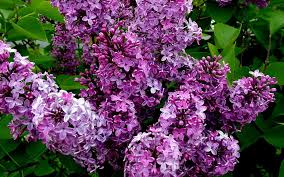 красивые картинки на рабочий стол компьютера на весь экран сакура Oboi Cvetushaya Vesnoj Siren Na Rabochij Stol