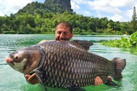 Uk angler and gillhams regular ian morrison has just finished another trip her at gillhams fishing resorts. Fishing In Thailand Gillhams Fishing Resorts