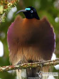 Galleries Rockjumper Birding Tours Worldwide Birding Adventures Birdwatching Vacations Holidays Bird T World Birds Birds Of Paradise Most Beautiful Birds