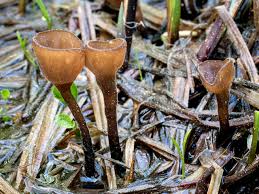 Image result for Scleria clathrata