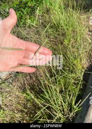 Image result for Paspalum plicatulum