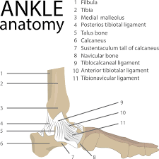 The talus or ankle bone is an irregularly shaped bone which forms the link between the foot and the leg through the ankle joint. Mr Miles Callahan Anatomy Of The Foot And Ankle
