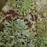 lichen from britishlichensociety.org.uk