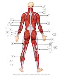 At first you would think this as a hindrance, but actually most of the time you could use these names as clues to help you learn the shape of the muscles. Pin On Anatomy Lab 2