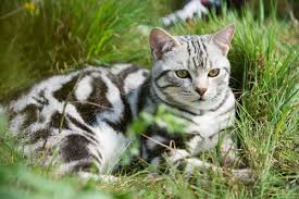 The site owner hides the web page description. ç¾Žå›½çŸ­æ¯›çŒ«å¤šä¹…æ´—ä¸€æ¬¡æ¾¡ç¾ŽçŸ­æ´—æ¾¡æ³¨æ„äº‹é¡¹ å°å¯çˆ±å® ç‰©ç½'