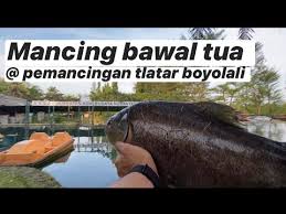Please choose a different date. Mancing Catch And Release Pemancingan Tlatar Boyolali Youtube