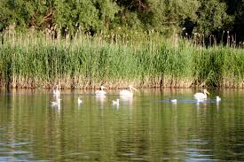 Pippo rapisarda, in varsta de 50 de ani, este un italian atipic. Top 20 Cele Mai Frumoase Fotografii Din Delta DunÄƒrii VisÄƒtor Prin Lume