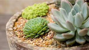 Detail plants in the small, narrow garden. How To Plant A Succulent Arrangement Lowe S