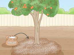 Check spelling or type a new query. Fertilizing A Citrus Tree What Month How Much Best Ratios