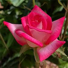 Miniature Roses Types And Care Nurseries Online Australia