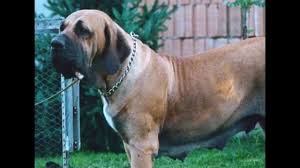 Check spelling or type a new query. Fila Brasileno Un Guardian Para La Familia