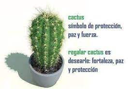 Los cactus y suculentas son una de las plantas que más variedades presenta. Que Significa Regalar Un Cactus Segun El Feng Shui