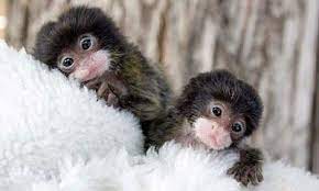 Great prices and selection of monkey pictures. Cute Monkeys 2 Cute Baby Animals Cute Animals Animals Beautiful