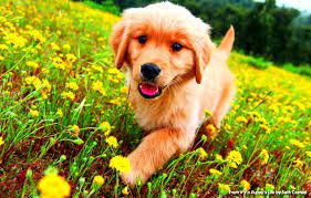 Golden retriever playing with basketball. Golden Retriever Wallpapers Top Free Golden Retriever Backgrounds Wallpaperaccess