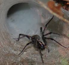 The trapdoor spider is another type of black texas spider. Funnel Web Spiders From Sam Houston National Forest And San Antonio Texas Bugs In The News