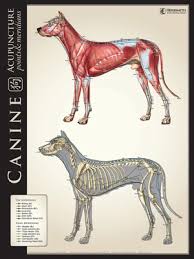 Canine Lateral Bone Muscle Comparison Chart